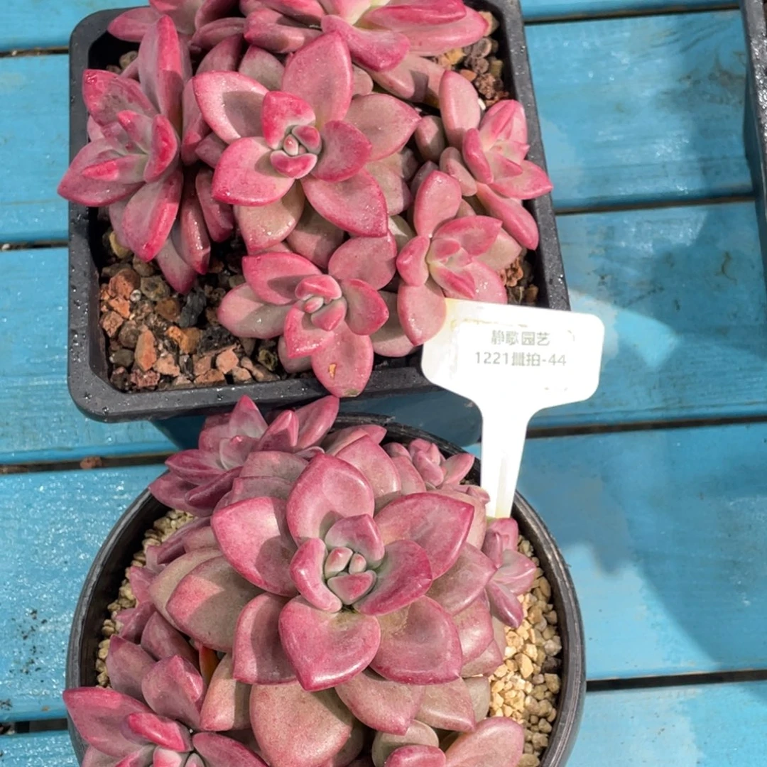 1221-44-赫菲斯托六头大群生一颗