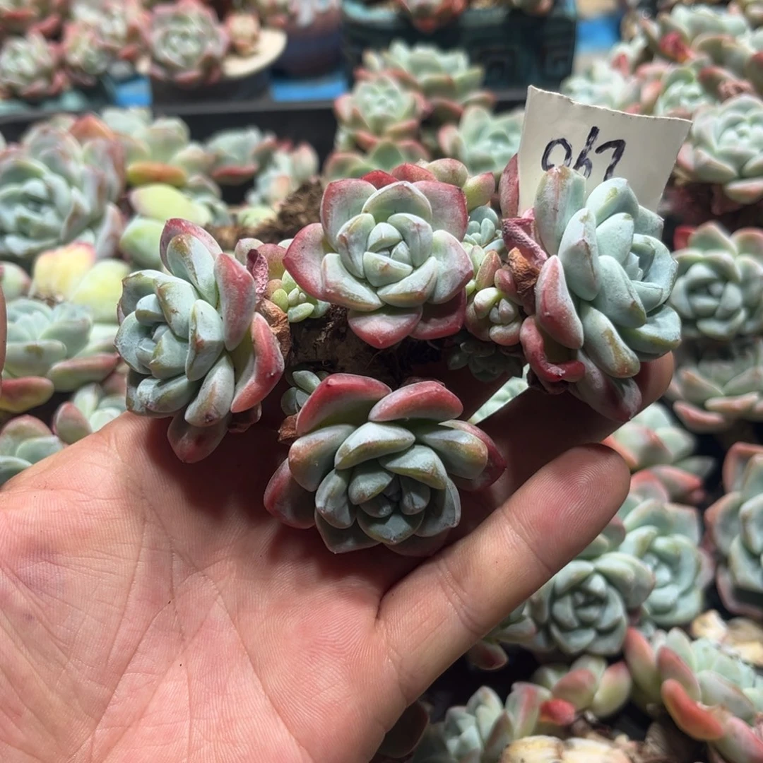 067冰玉老桩13头多肉植物