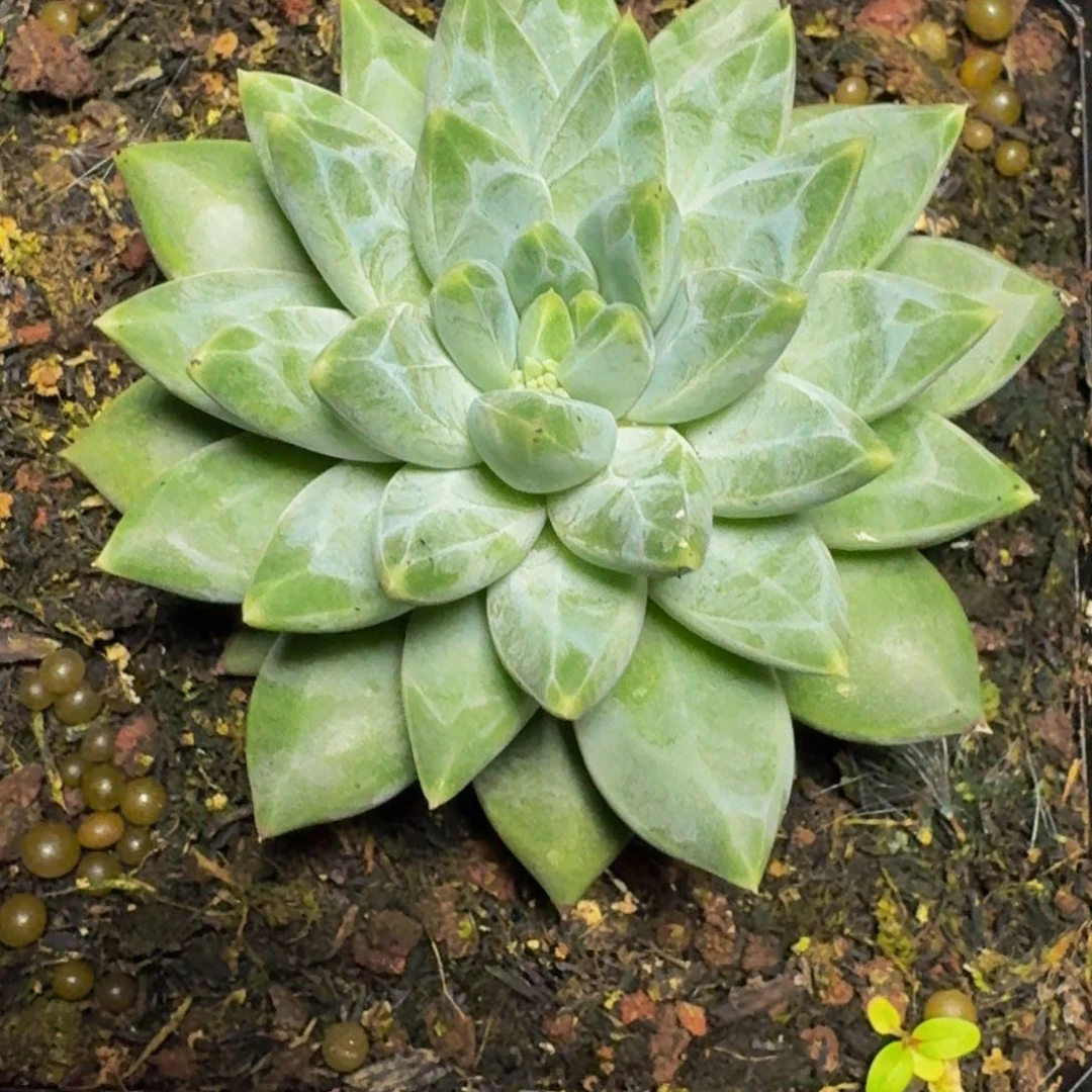 ?****?橄榄球大单头发货