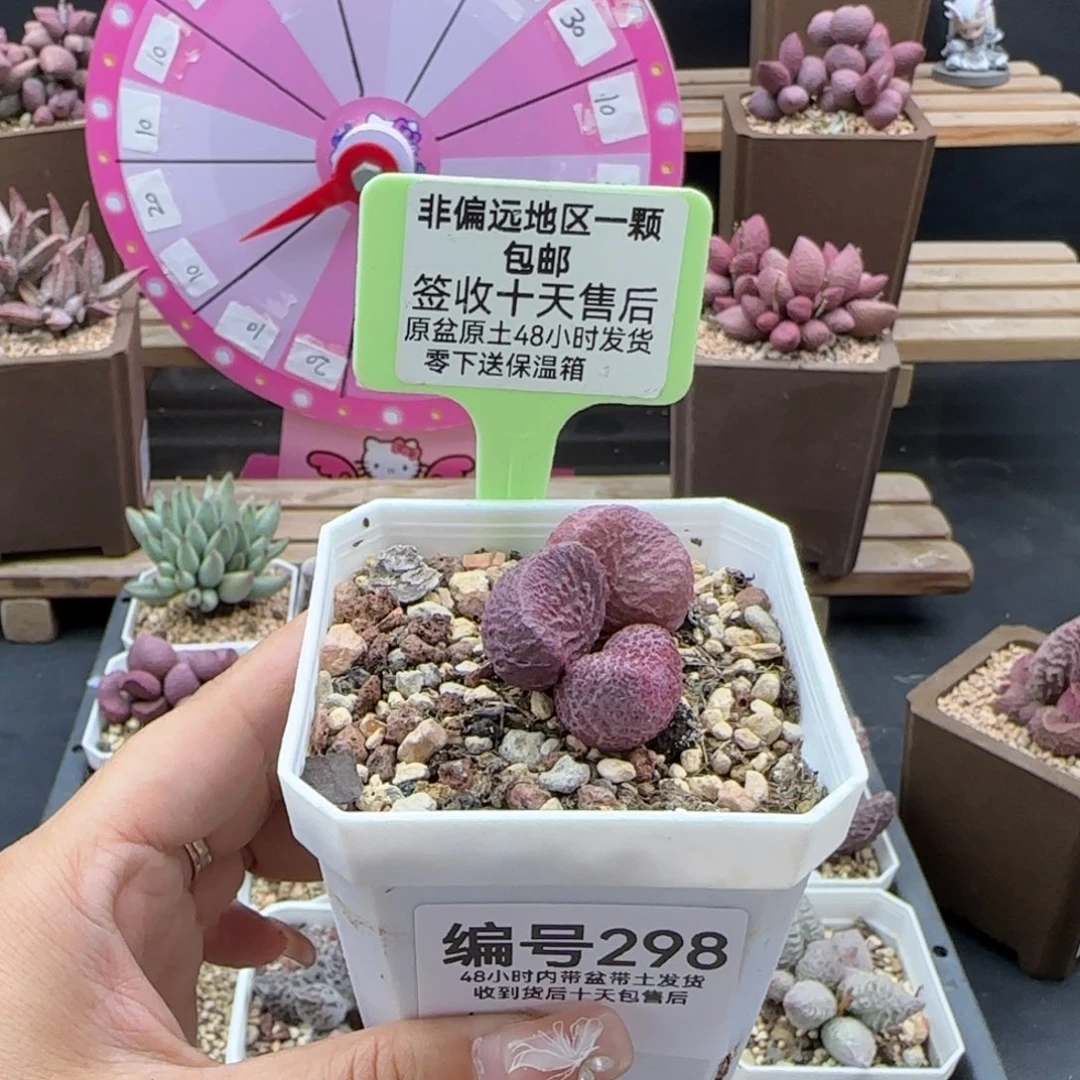 298红烧肉多肉植物