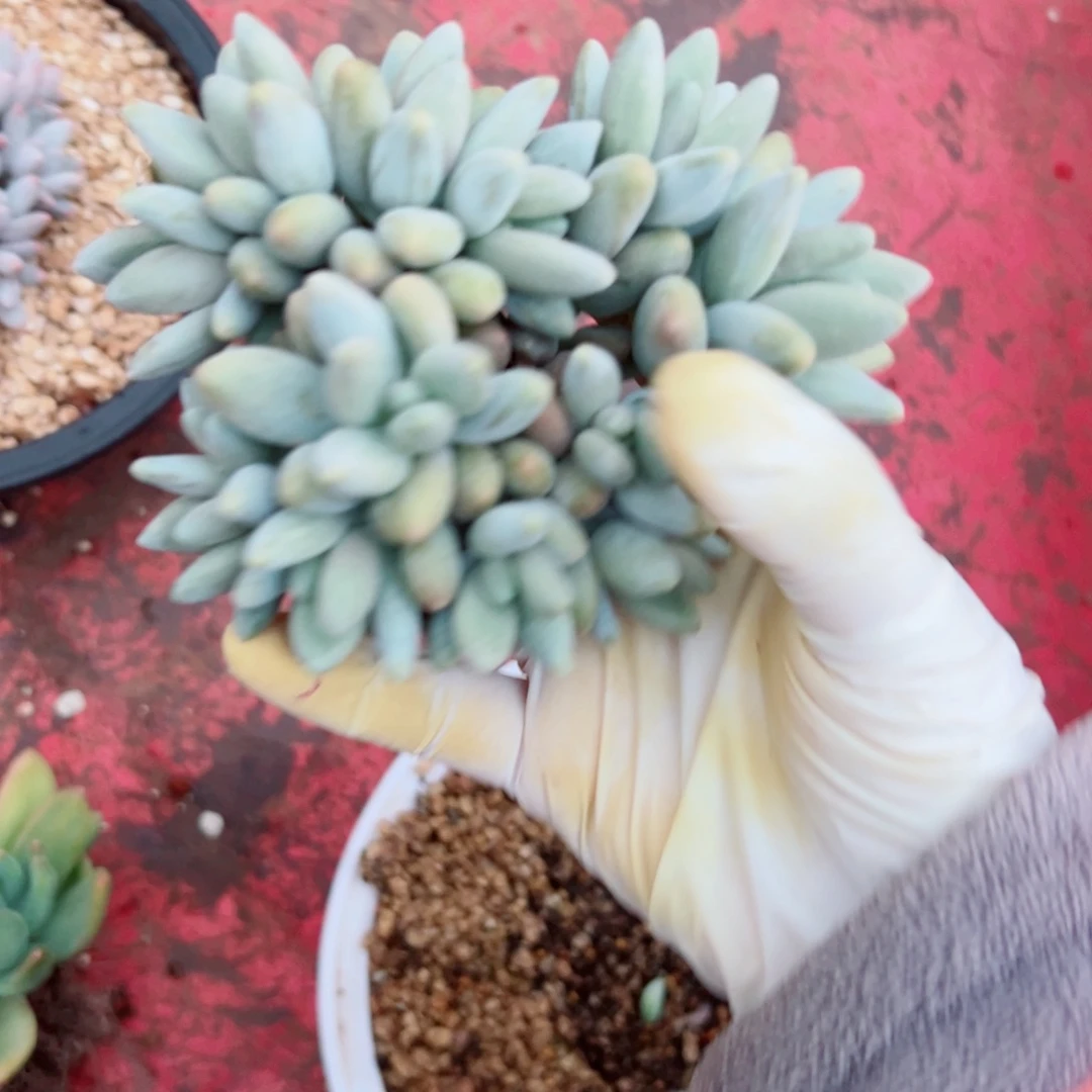 梅*多肉植物多肉植物