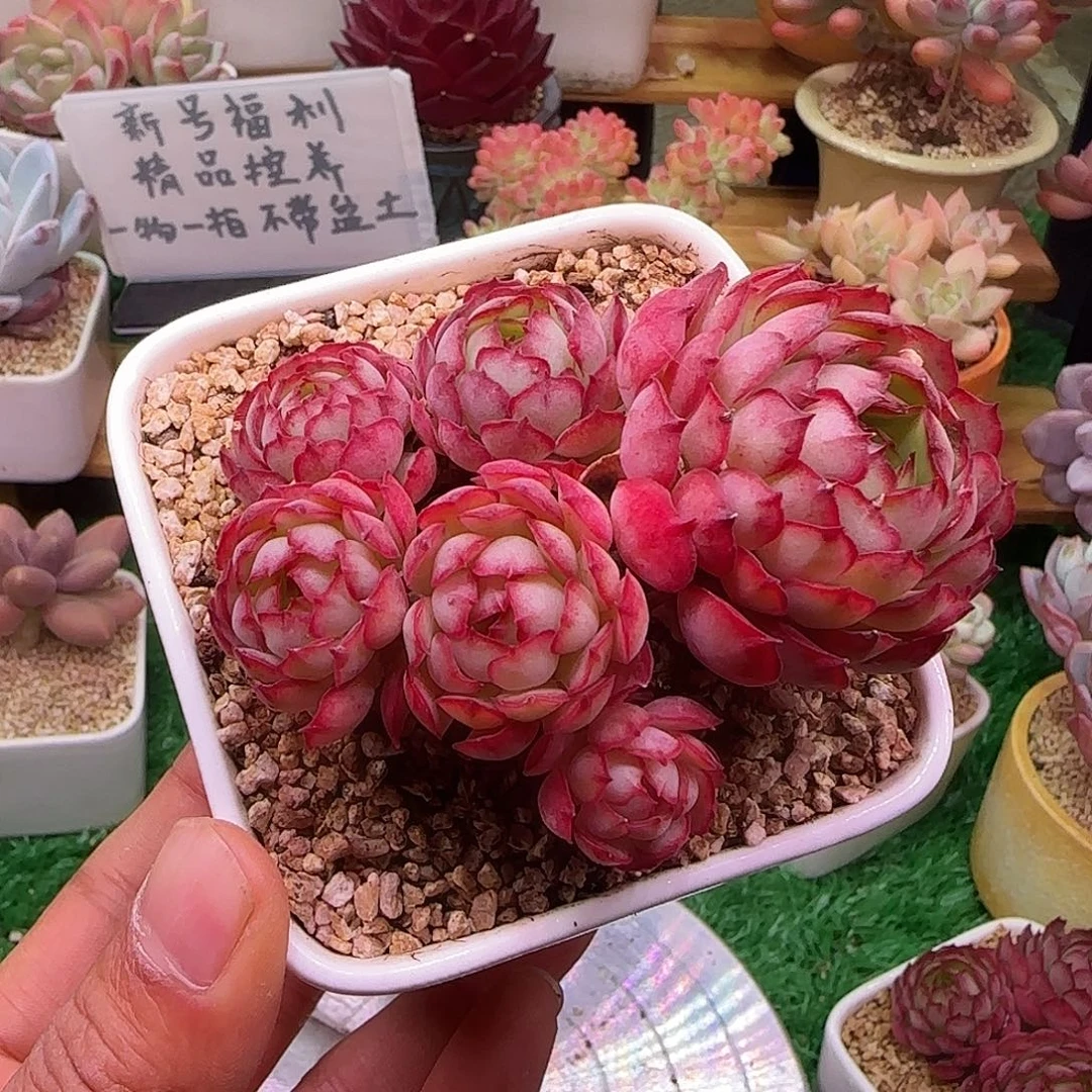 玉***哦梦幻玫瑰不带盆土发货