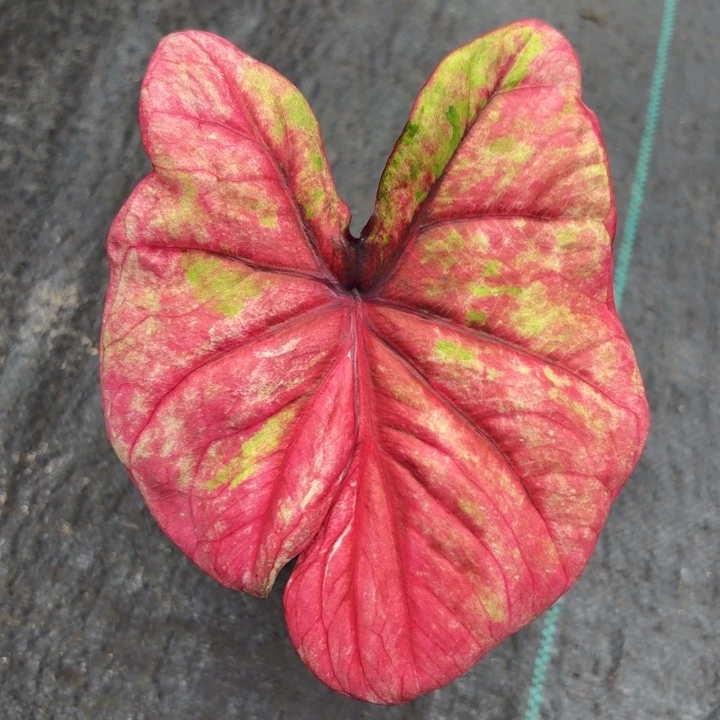 完全开放蝴蝶泰彩