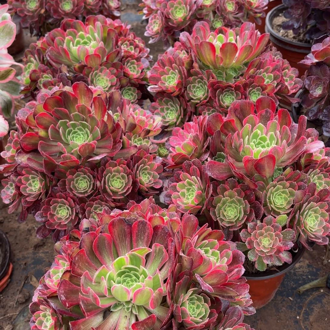 安娜9.9多肉植物