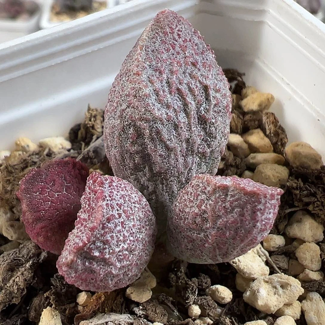 实生新品多肉水泡植物
