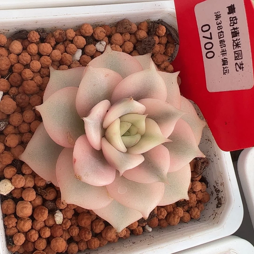 0593贝加尔湖锦多肉植物