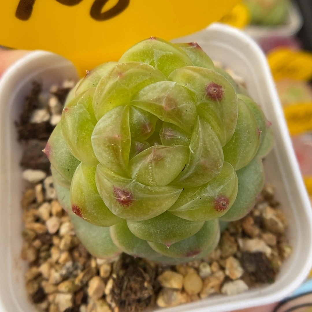 玲珑珍妮可拍908号