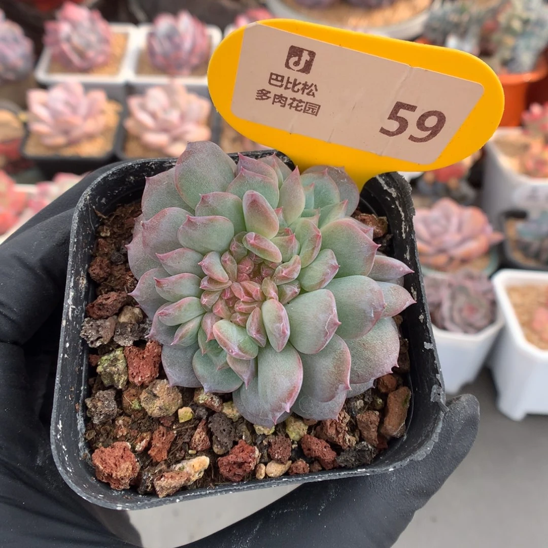 59 琥珀缀多肉多肉