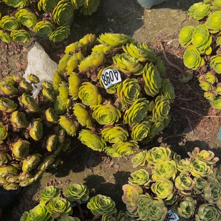 万圣节花29+53包邮花花