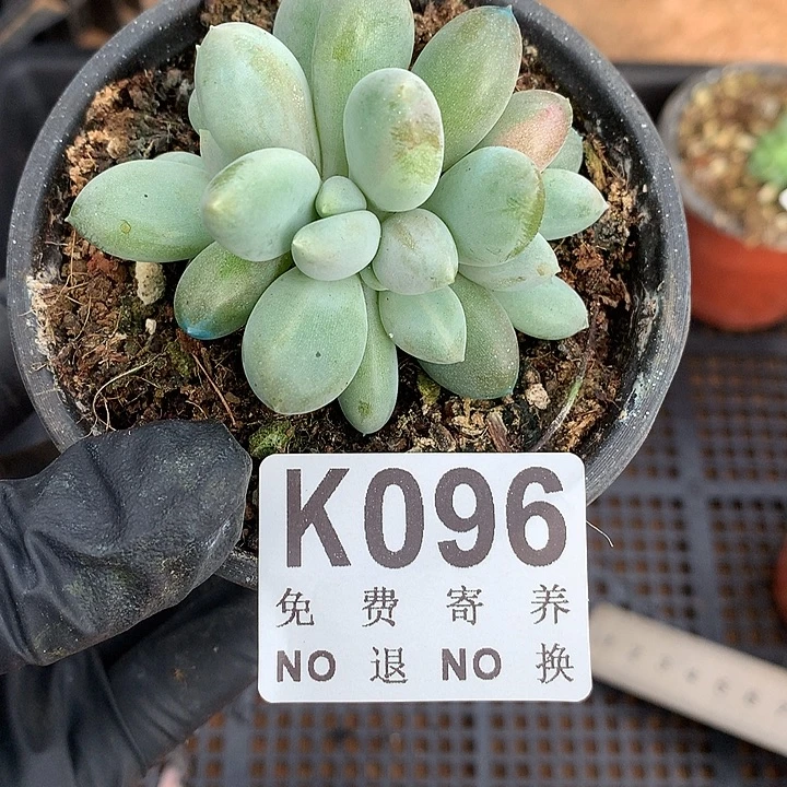 6头朵开胖体哥特自然群