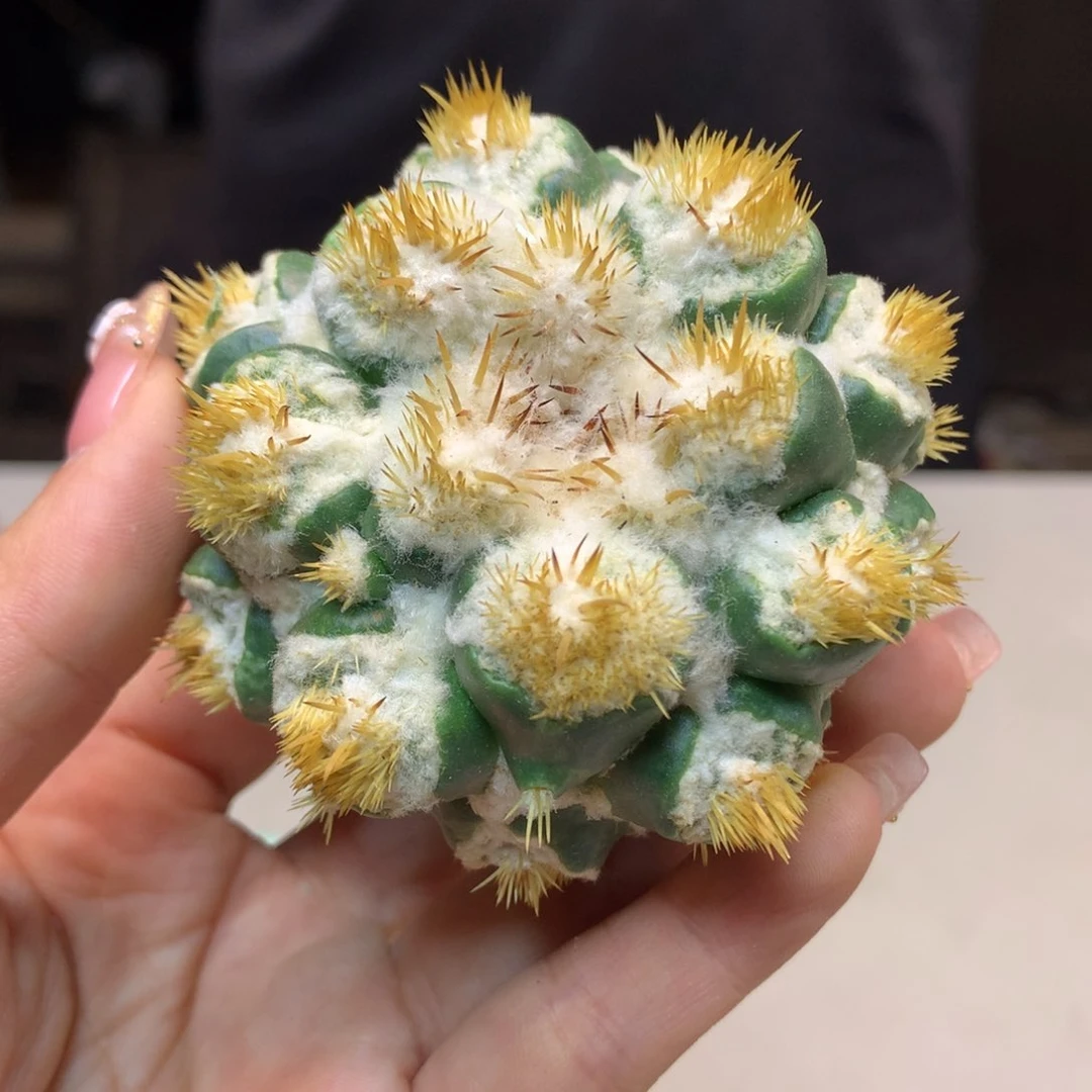 高绒 刺缀象牙(无根)6.5公分起发