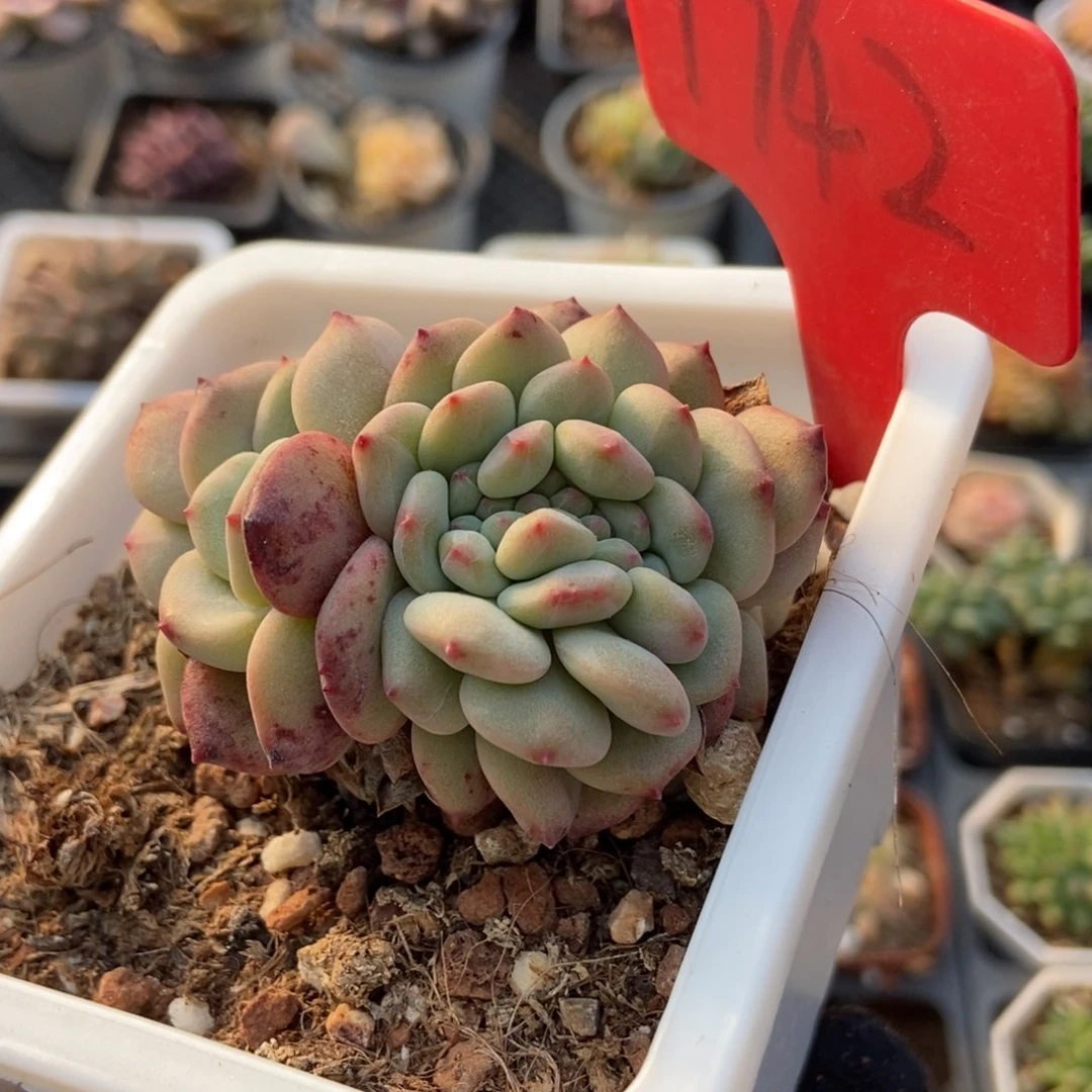 1742爱丽儿缀多肉植物保护