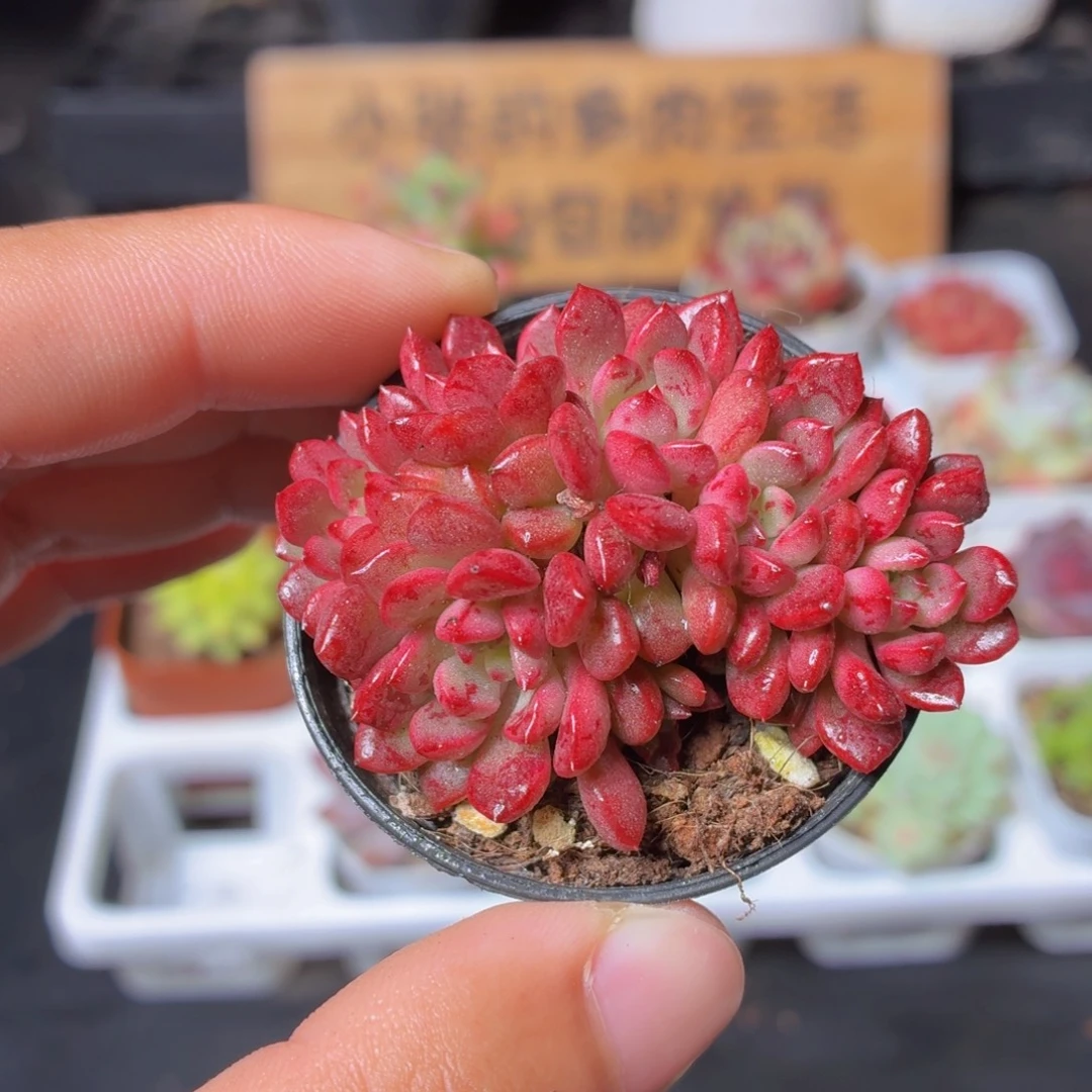 红宝石多肉9.9包邮发货