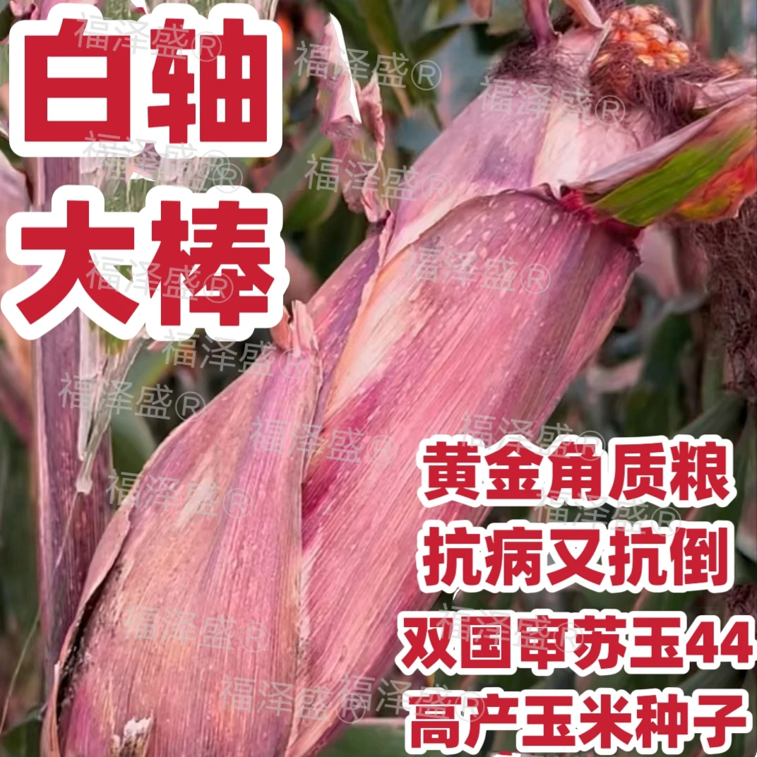 高产玉米种子苏玉44矮杆大棒白轴玉米种高产玉米种子购买