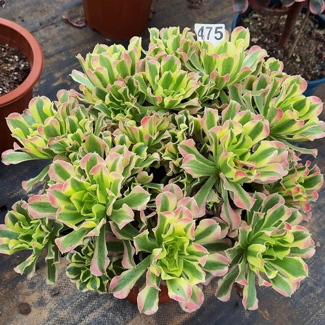 475白风法师植物多肉