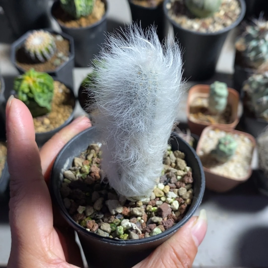 L***M白毛青花虾仙人球