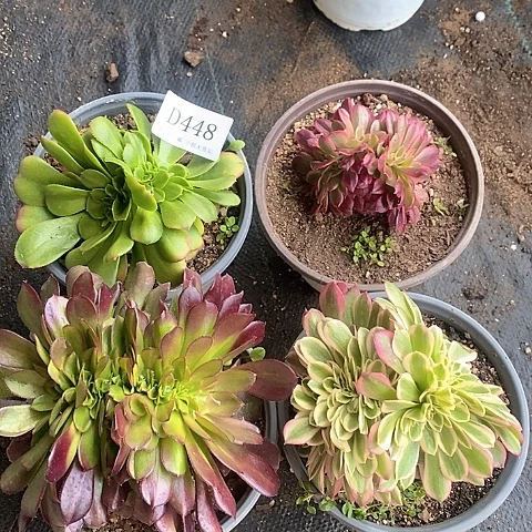448缀化多肉组合4颗