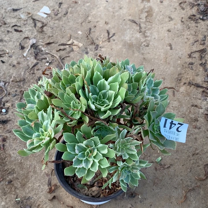 241光辉手捧2号棚
