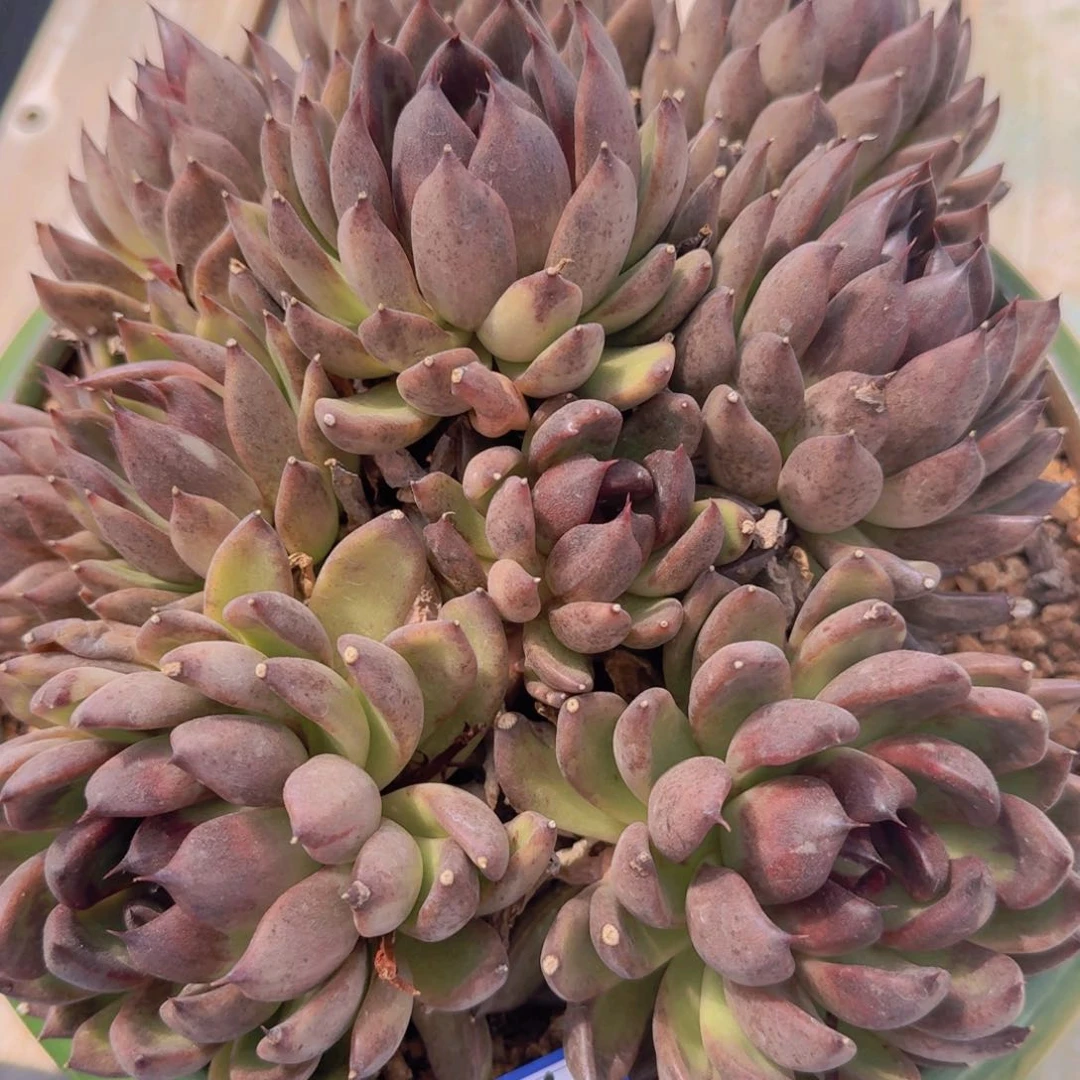 2536黑水晶凡艺多肉