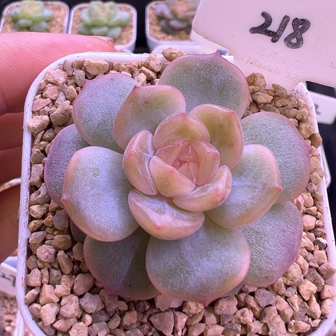 218号粉色恋人 晗雨多肉