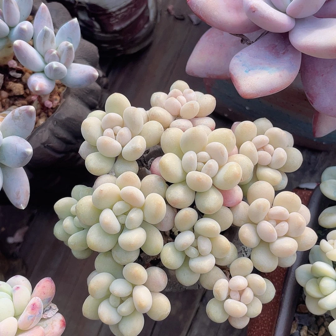 鱼子酱 脱土发 冠服8左右