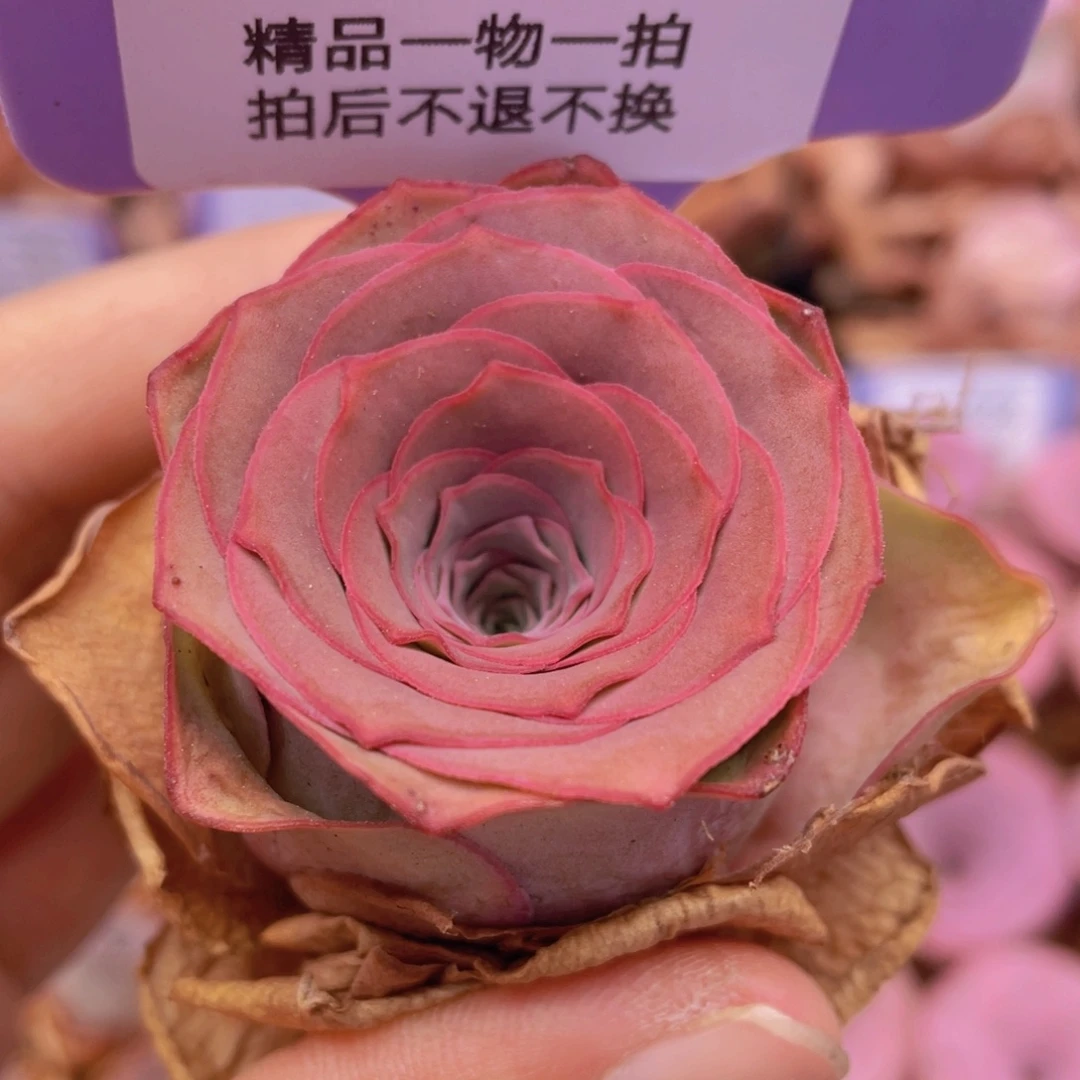 山地玫瑰J302满38包邮裸根发货