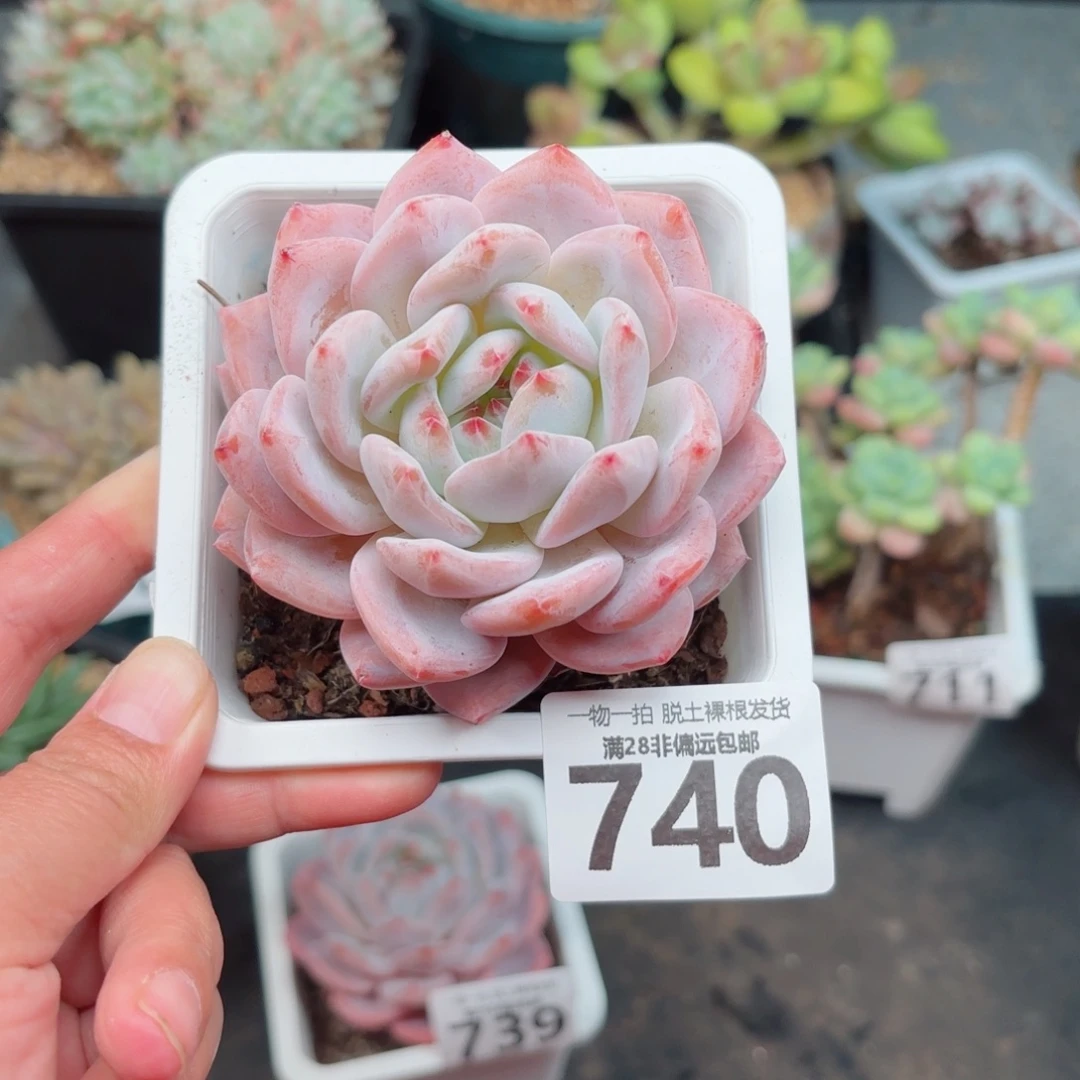 橙梦露单头无盆土发货