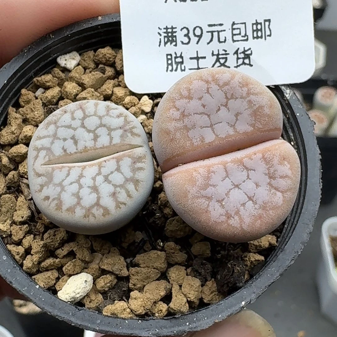 368腿高介意勿拍福利款