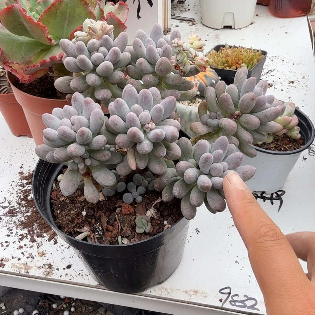 糖豆奶酪多肉植物精品