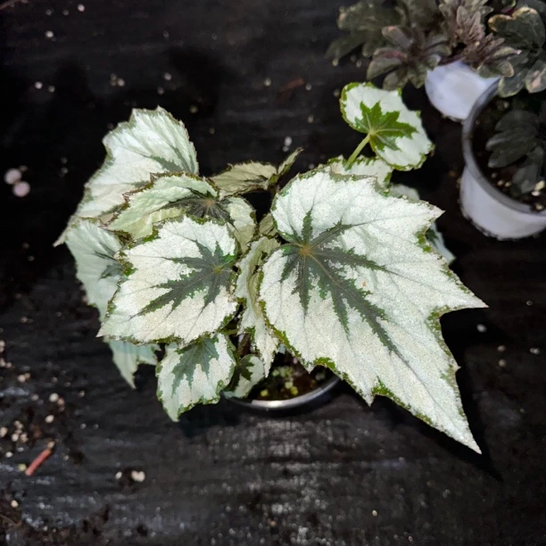 【惠林春】北极夜秋海棠办公室植物