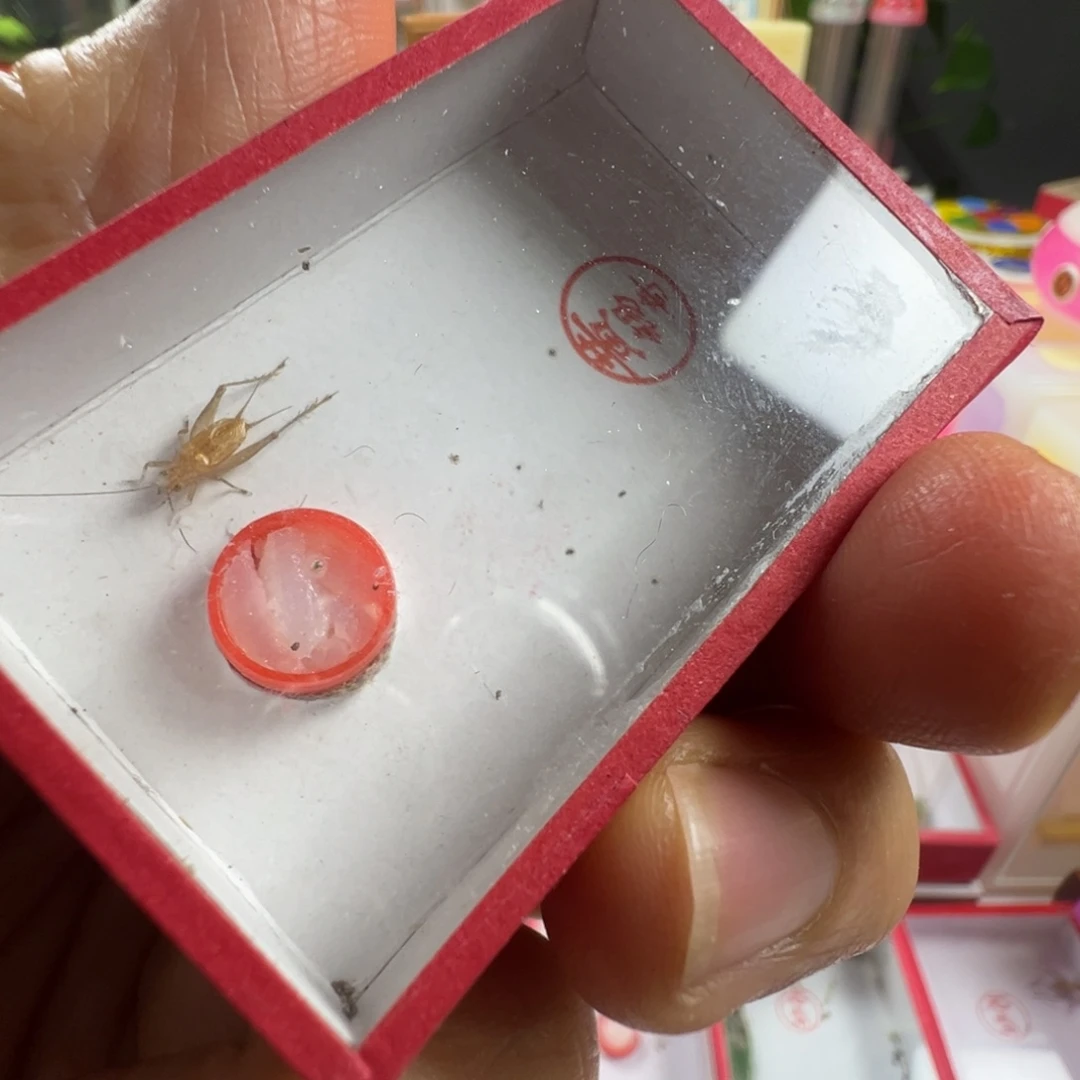 蟋蟀两只短须中黄