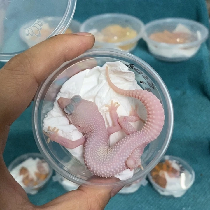 豹纹守宫超级雪花恶魔白酒