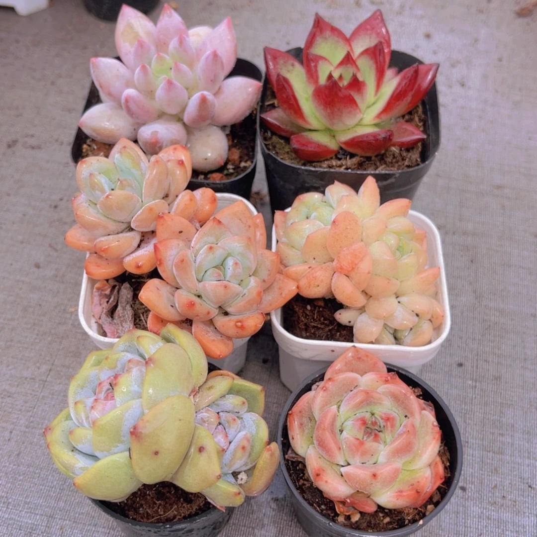 瓦拉少套餐带盆土多肉植物4-5 vm