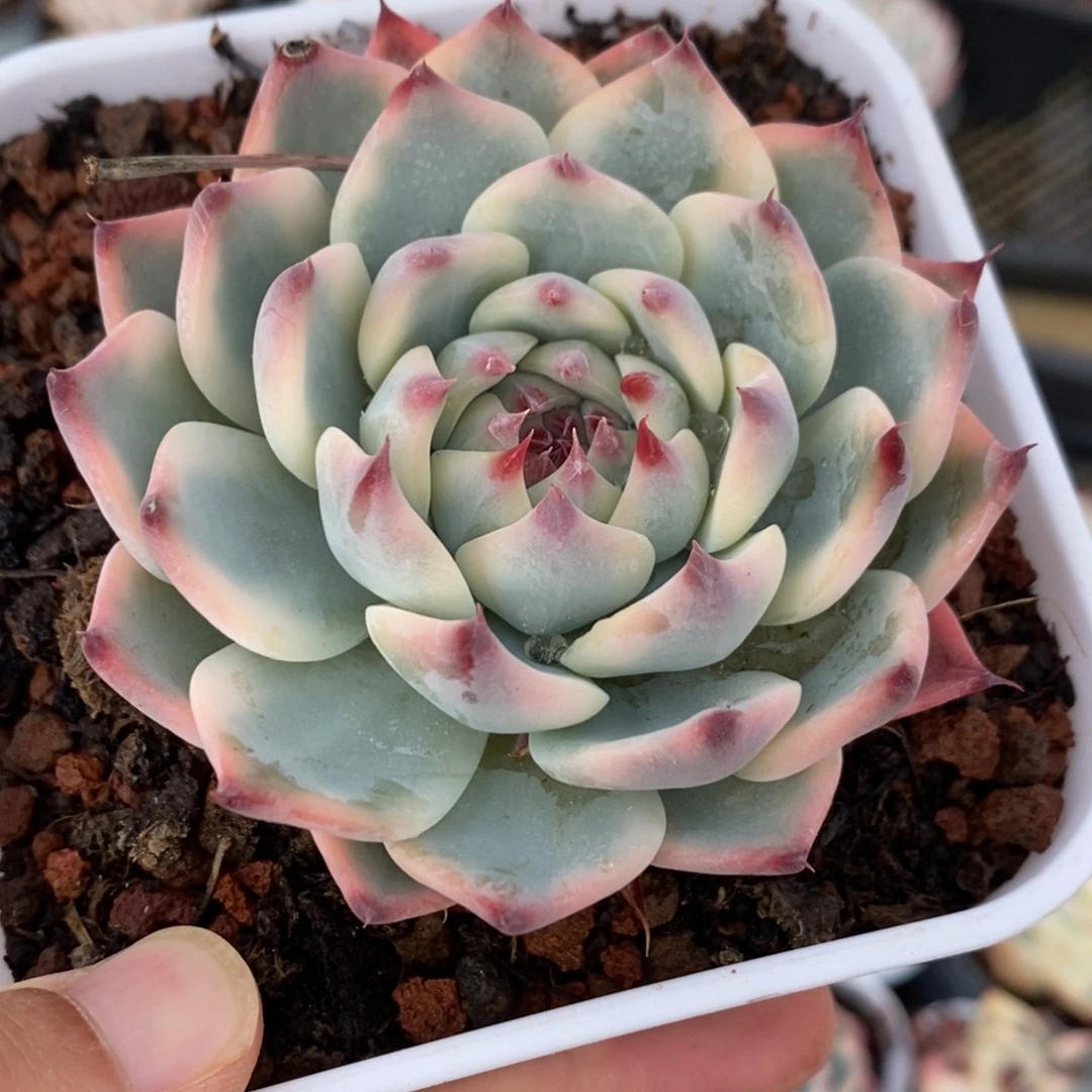 吉娃娃锦多肉植物8215