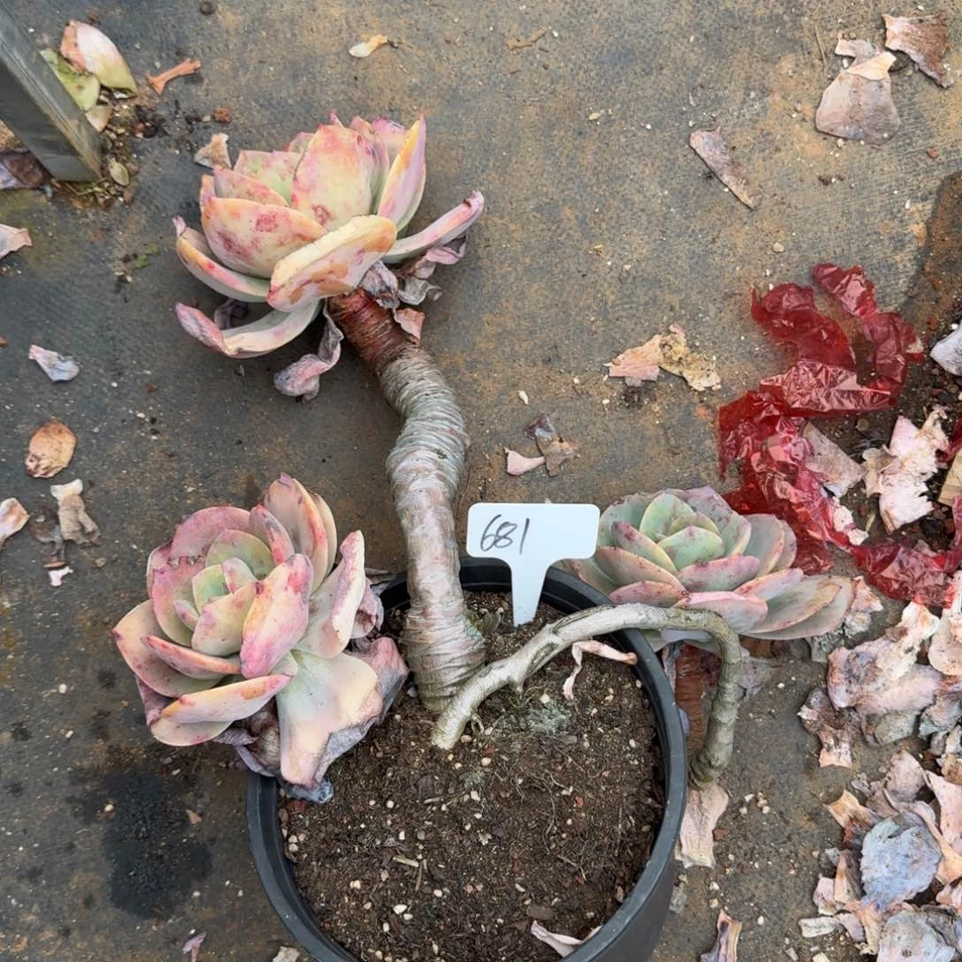 681凤肉肉肉肉肉肉肉肉