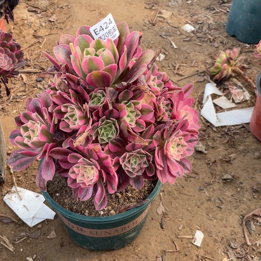 424粉女巫多肉法师