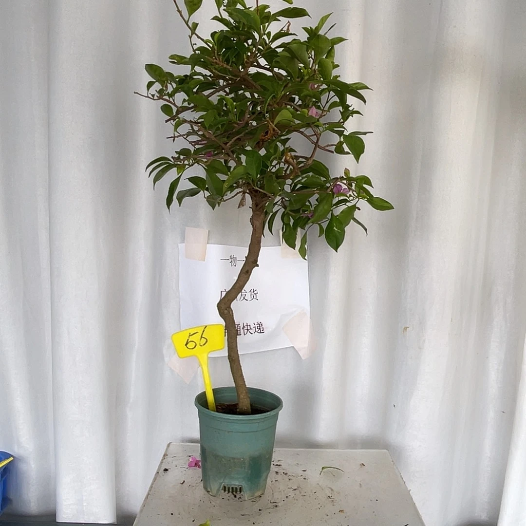 当前无花栽培后可以开花56绿叶雪紫桩