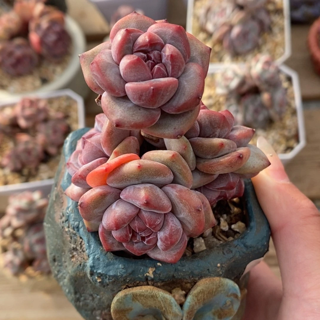 五头绿底紫心短肥圆小包子