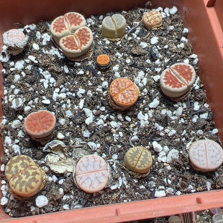 【闪购商品】 042。