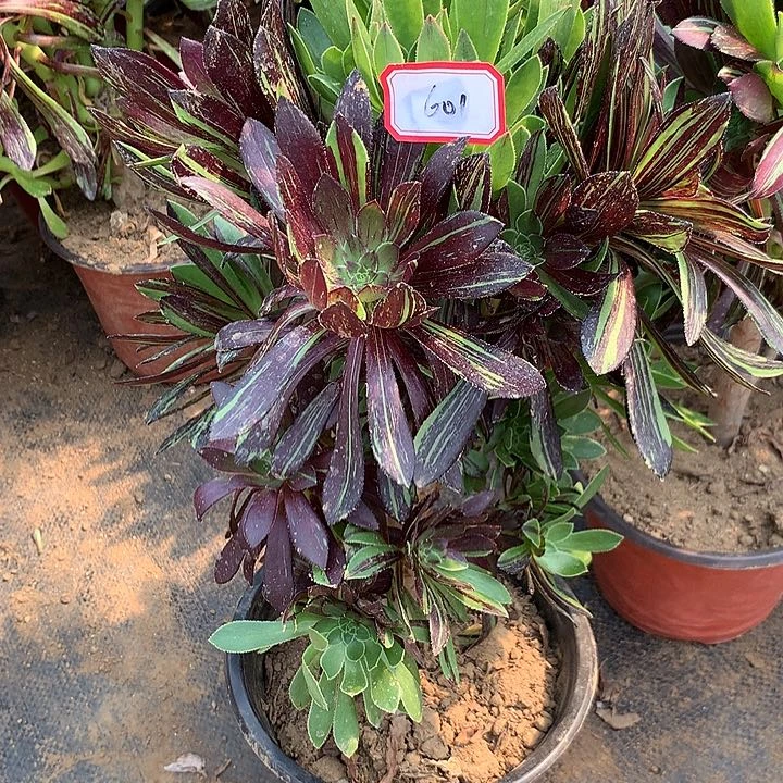 水墨丹青多肉植物601