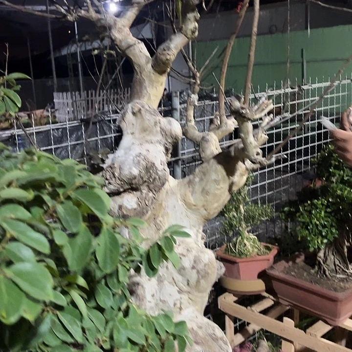 敏***无花朵哈哈哈哈哈哈