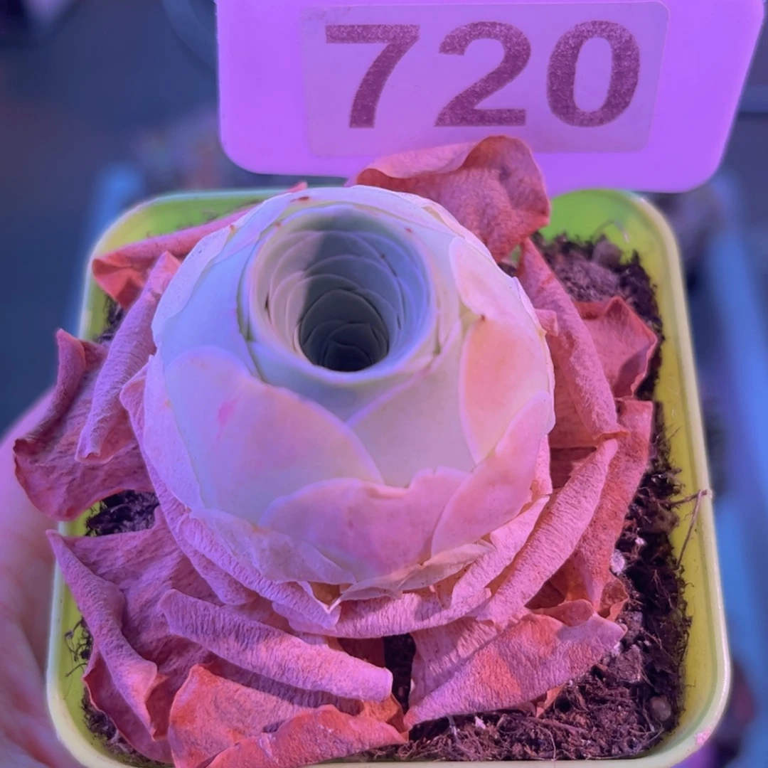 落霞粉包子一物一拍720