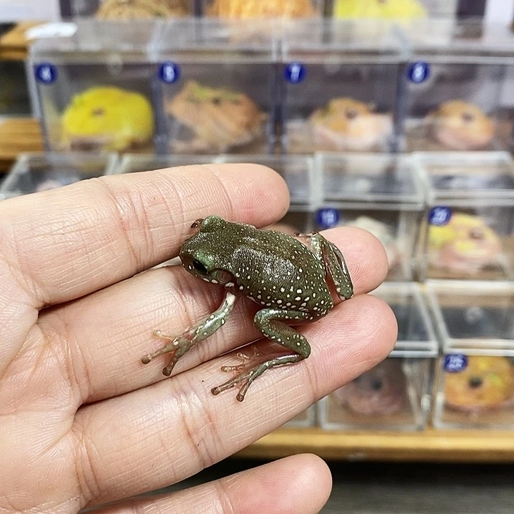 i***猫角蛙209号雪花树蛙