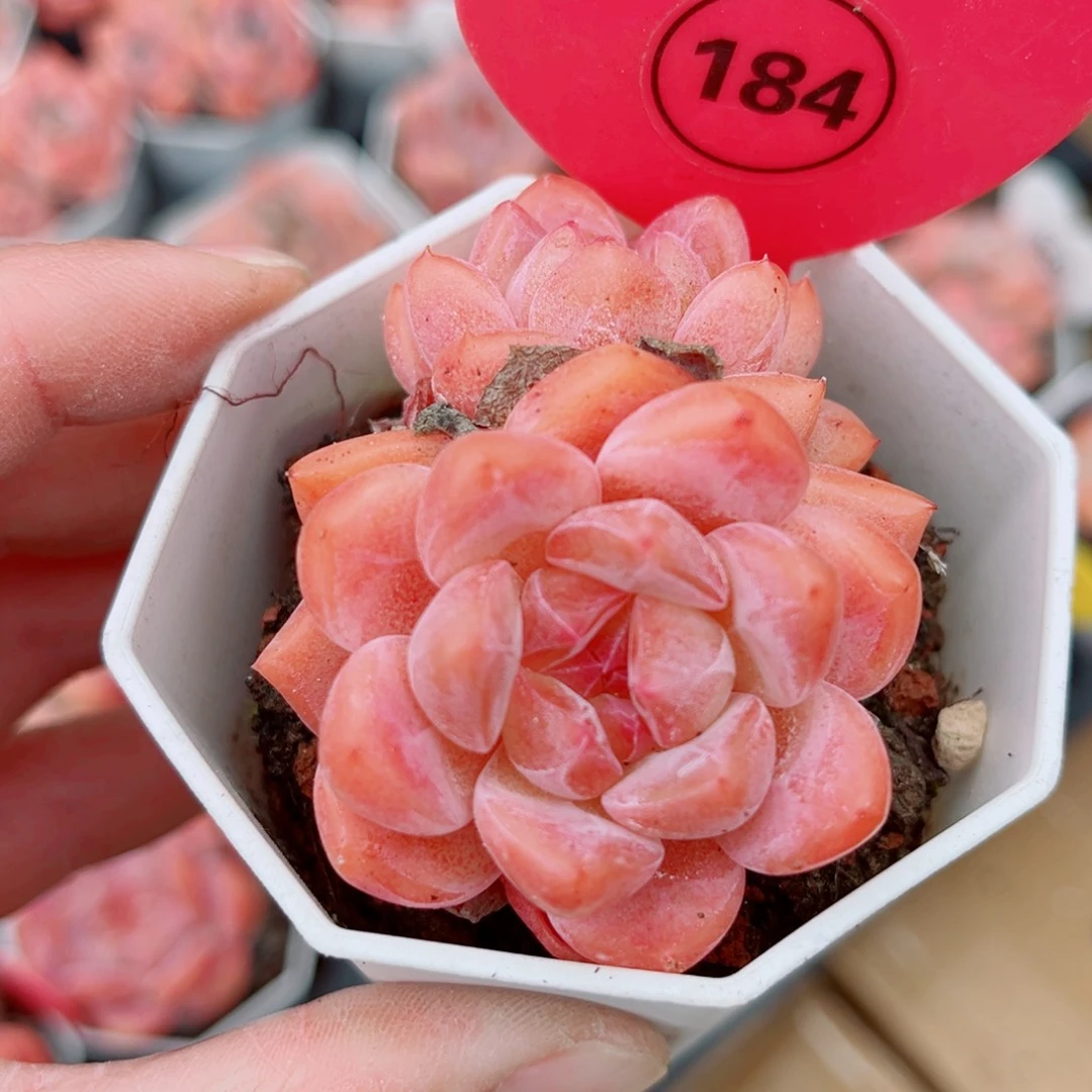 184号小老桩糖心双头