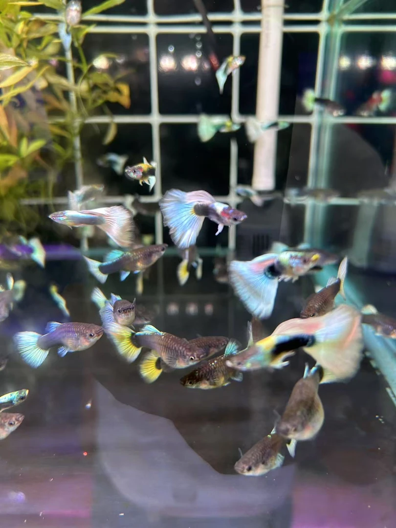 象牙白孔雀鱼 入缸不售后  仅退款 不补发