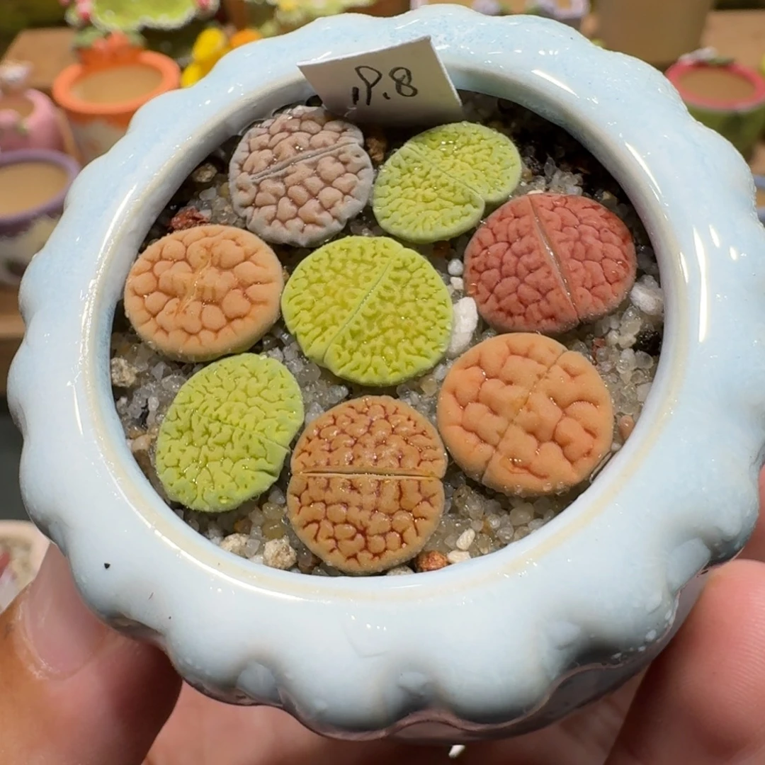 蘑菇1034富贵彩拼多肉植物