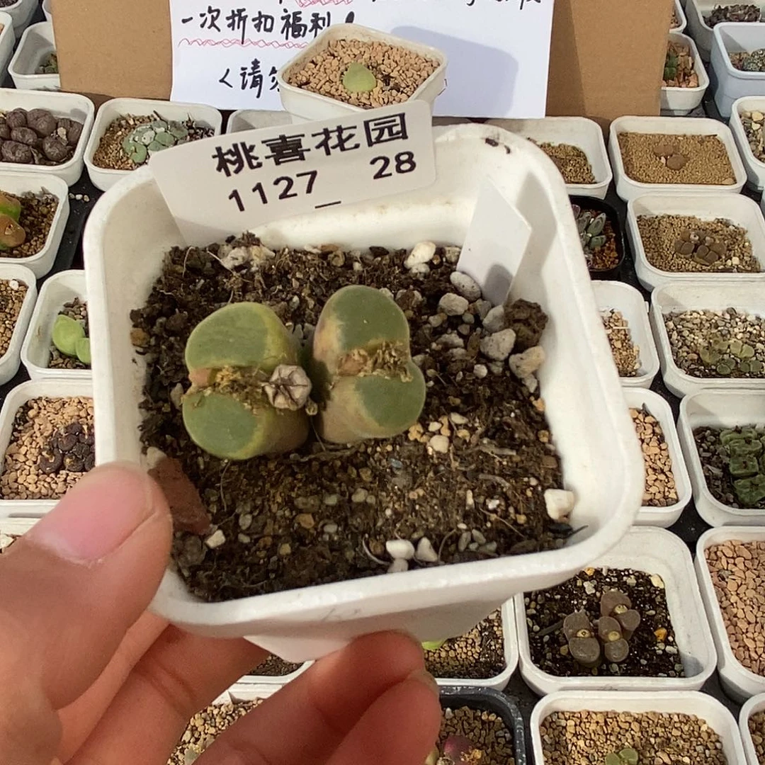 ๓**.27-28-屁桃。