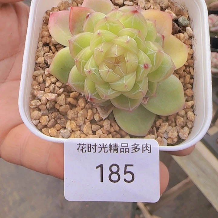 花时光精品多肉185