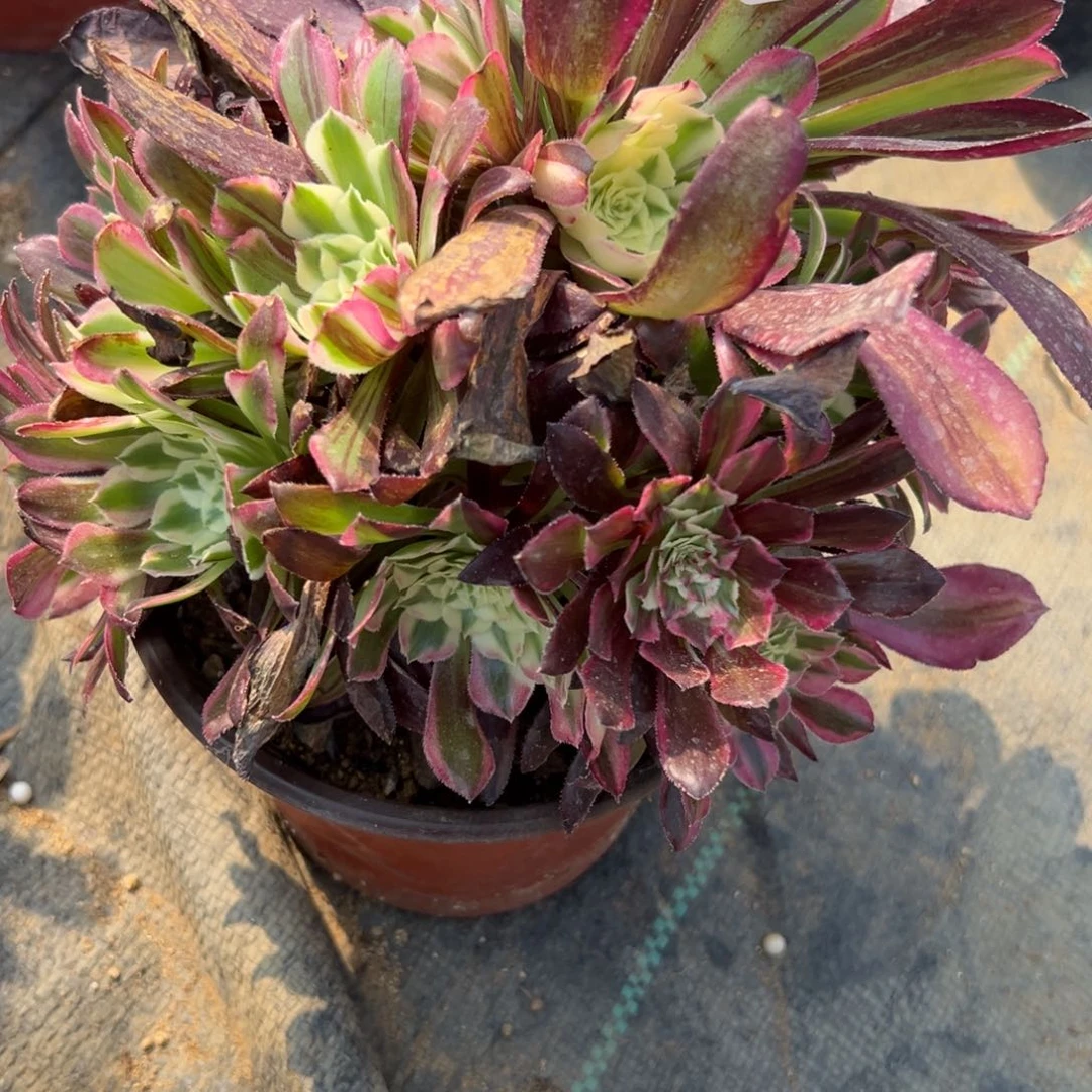 89铜花顺duo rou zhi wu xi