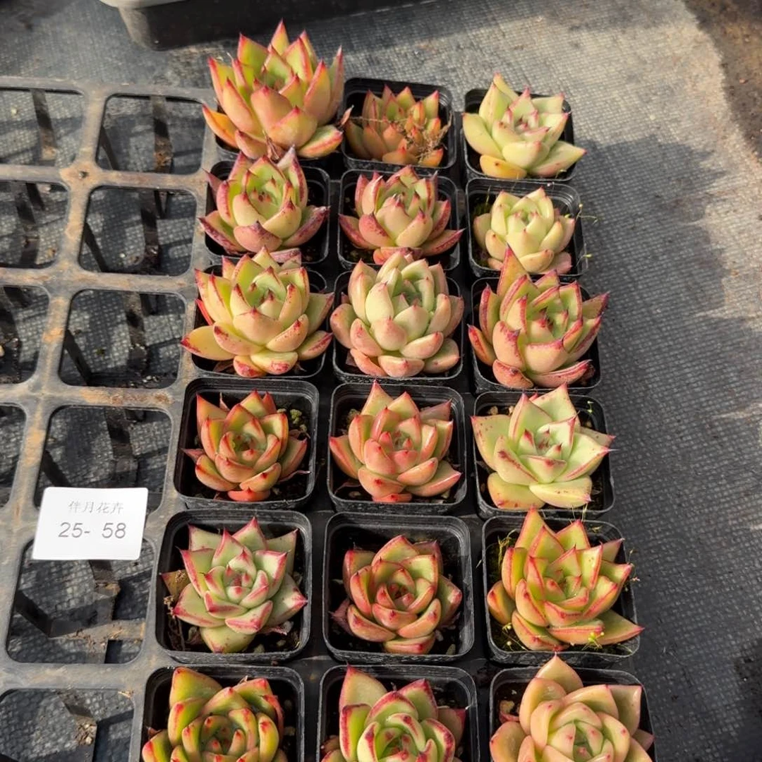 东云杂交18颗量拍25-58